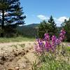 Summer wildflowers bloom on Chapman Drive next to trail damage from the Boulder Floods.