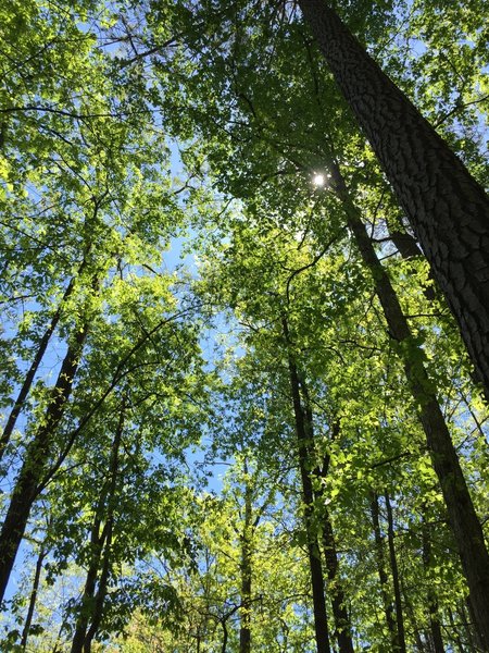 Young, vibrant forest along the Chattahoochee.