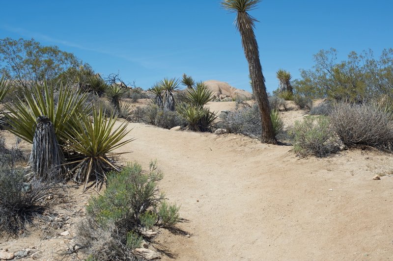 Cacti sitting off to the side of the trail.