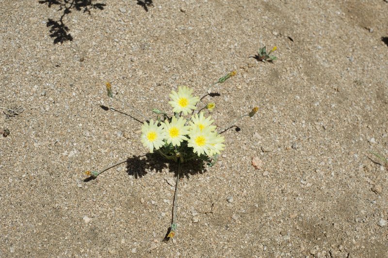 Wildflowers bloom on the side of the trail.