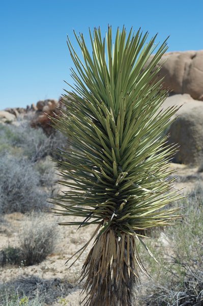 Cacti on the side of the trail.