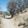 The trail narrows slightly as it approaches Skull Rock.