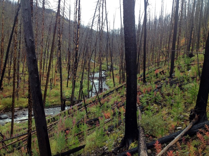 Fire ravaged the young forest along the East Fork of Specimen Creek.