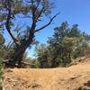 Cow Head Saddle—Douglas Springs Trail Terminus 6800' Elev. Beautiful views with Sycamore, Juniper and Manzanita.