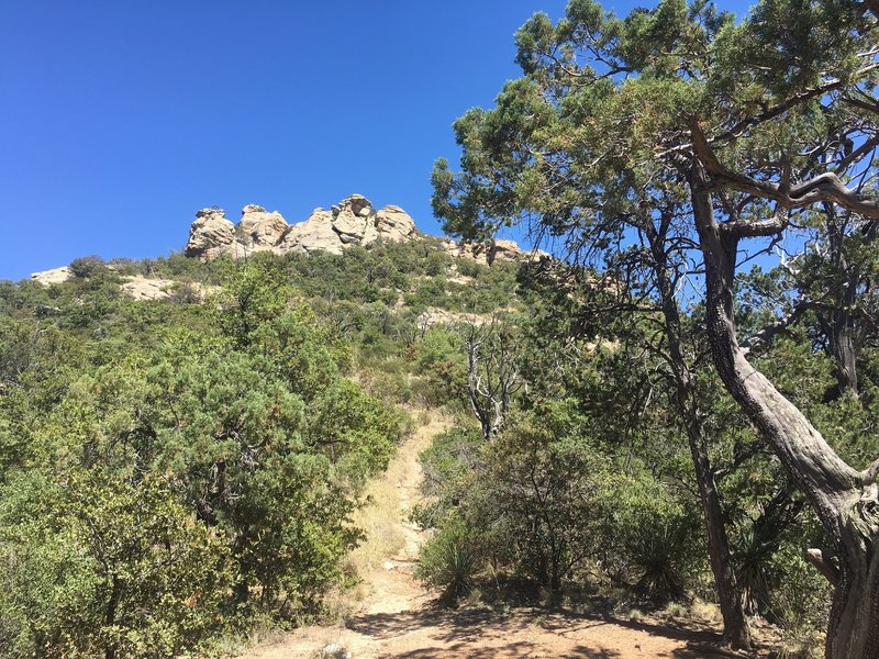 Cow Head Saddle with view up to Manning Camp. Juniper Tress and Manzanita in bloom.