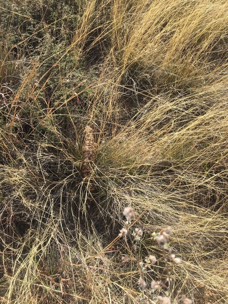 I wasn't the only one on the trail this afternoon. Always a great treat to see a Gila Monster.