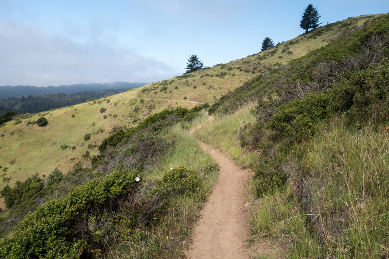 Heading around the bend on the Redwood Trail.