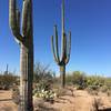 Blue skies and saguaros along the Manville Trail.