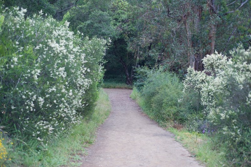 The trail as it levels off and meets up with the Jones Trail.