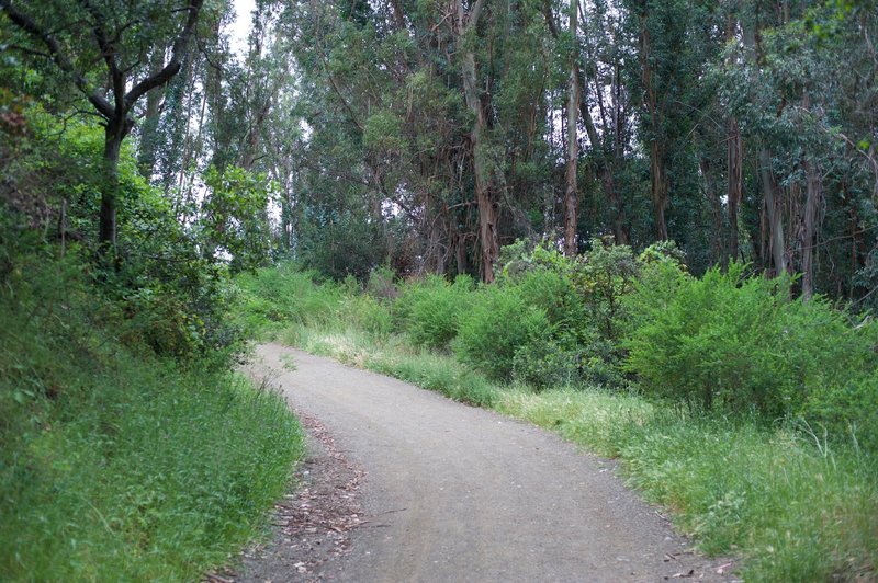 Eucalyptus trees are found surrounding the trail at this point.