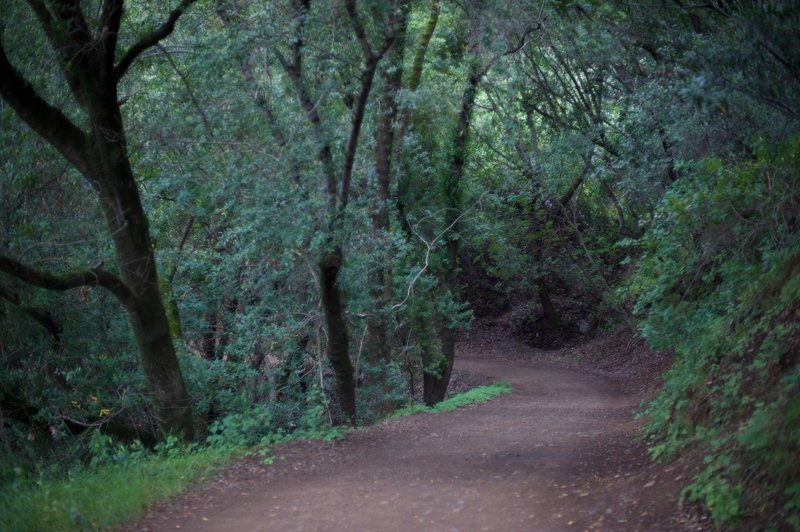 The trail as it enters into the woods.