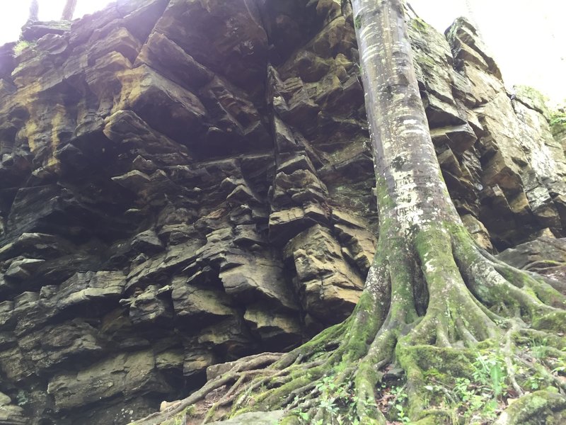 An impressive root system at the bottom of the cliffs.