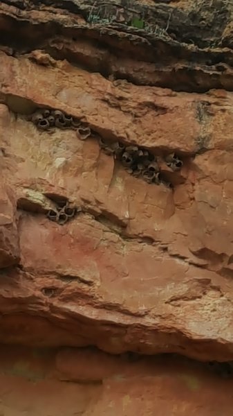 Swallow nests.