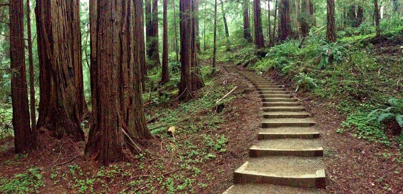 Muir Woods Canopy View Trail