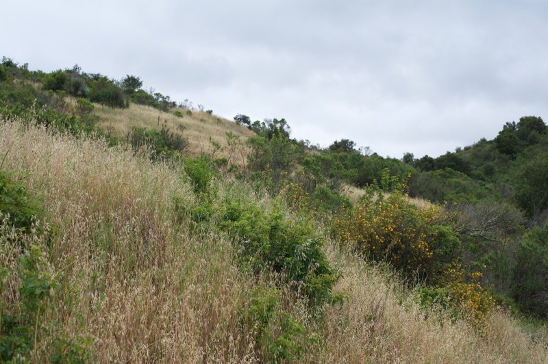 Looking back up the hillside. Flowering plants can be seen in the spring.