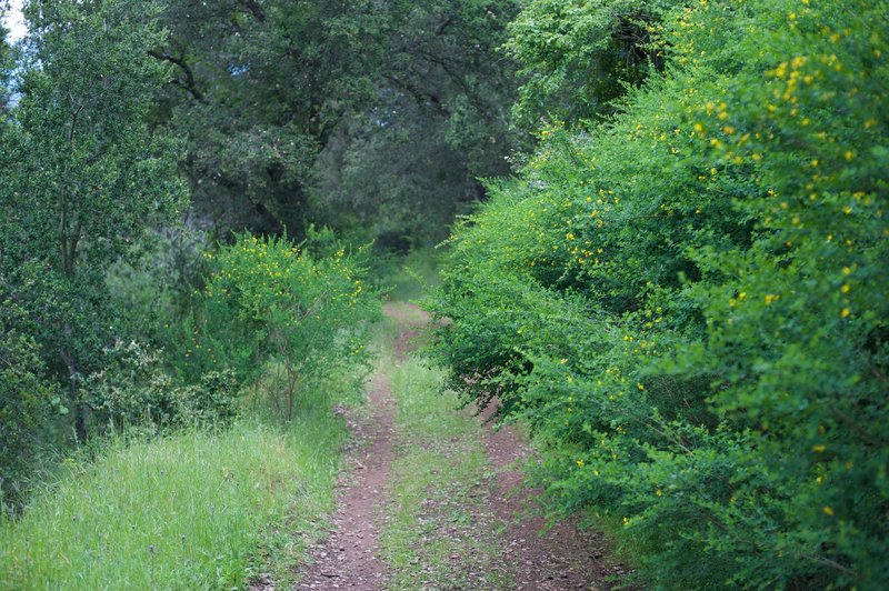 As the trail descends along the backside of the preserve, it becomes less maintained since it dead ends at the edge of the preserve.