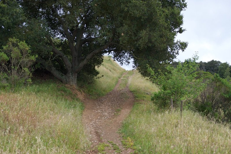 The Lower Brothers Bypass Trail as it ascends from the Novitiate Trail.