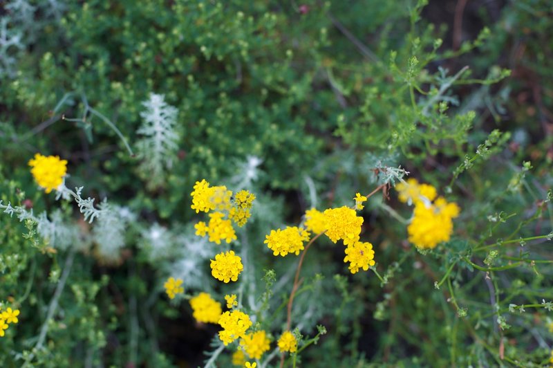 Flowers bloom alongside the trail.