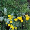 Flowers bloom alongside the trail.