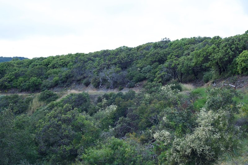 The trail as it makes its way along the hillside.