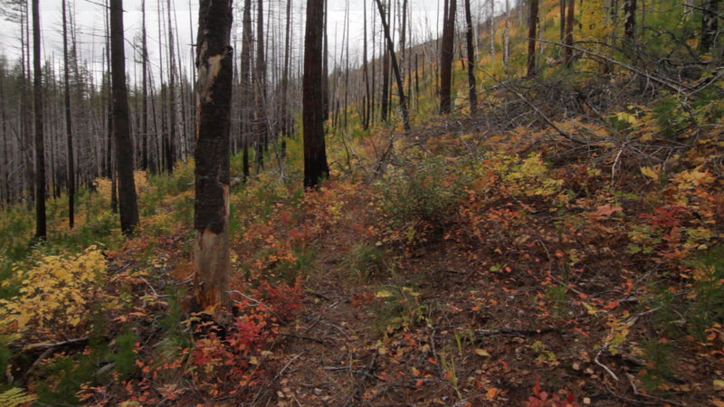 Small section of the Lime Springs Trail that isn't covered in ridiculous downfall.