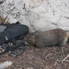 Marmot eating everything at Marion Lake.