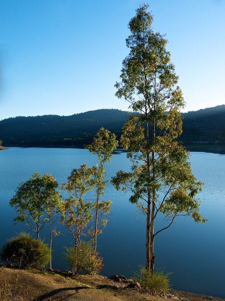 Trees on the shore of Lexington Reservoir near dusk.