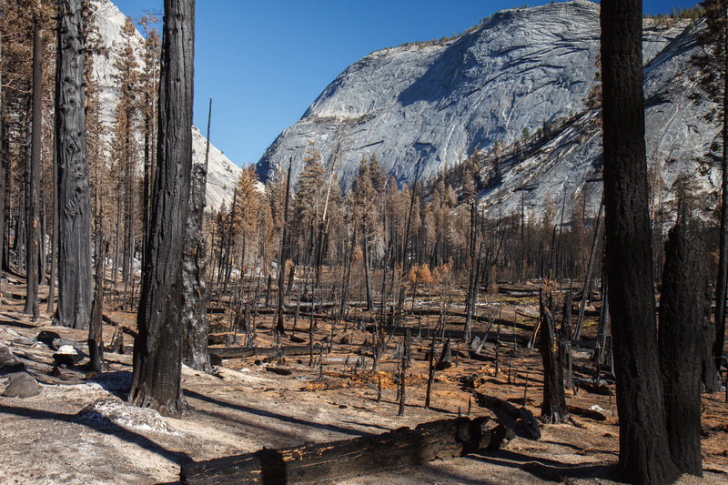 Burnt forest on the way to Merced Lake, Yosemite.