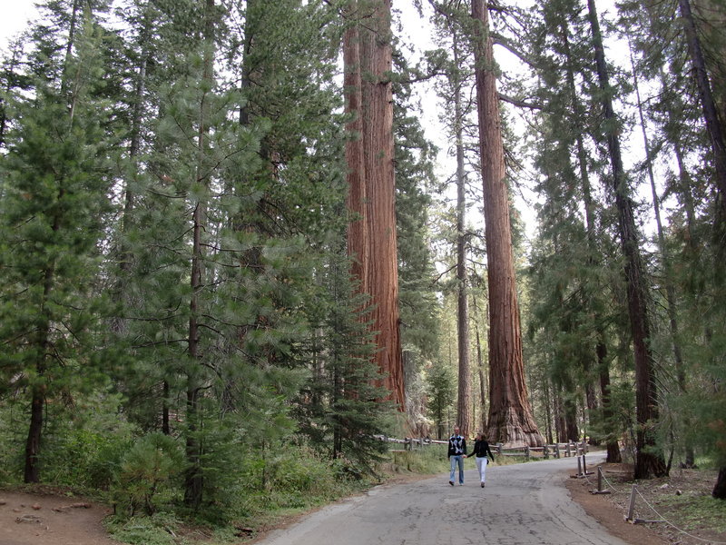 Towering trees in Mariposa Grove.