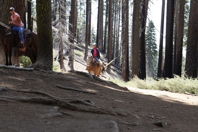 Horses on the Outer Loop Trail.