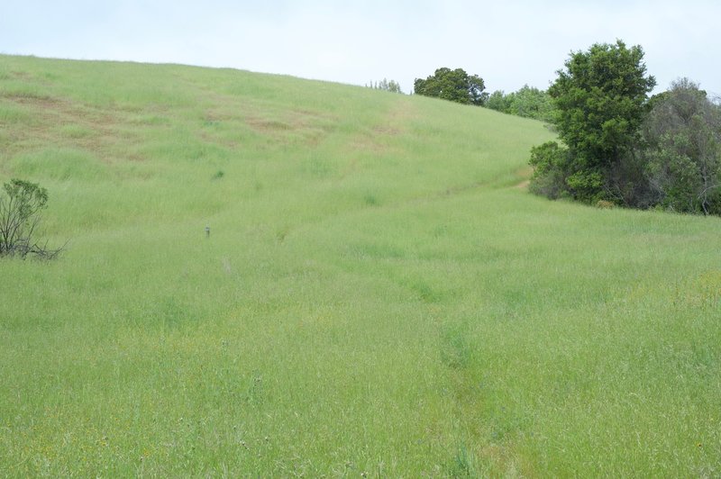 The trail is faint through this portion of the preserve.