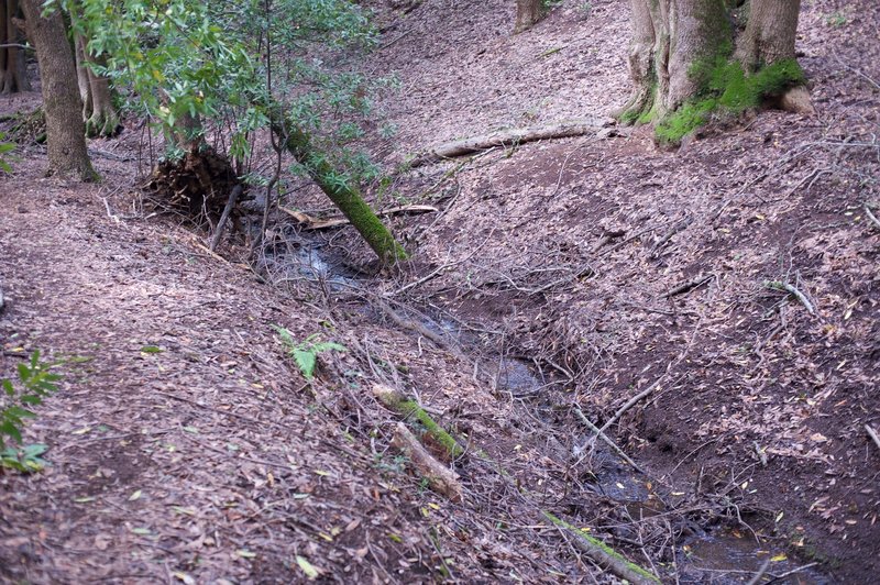 The trail enters the woods and follows a small, seasonal creek bed.