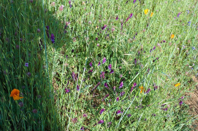 In the spring, wildflowers grow in the fields that the trail traverses.