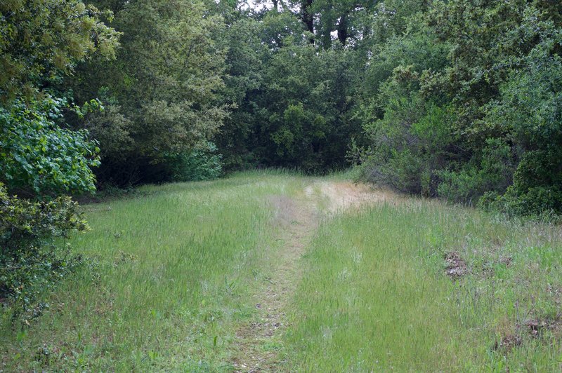 The trail is little more than small track in the grass at this point.