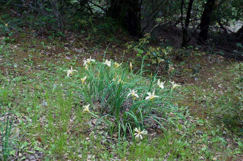 Flowers bloom in the spring.