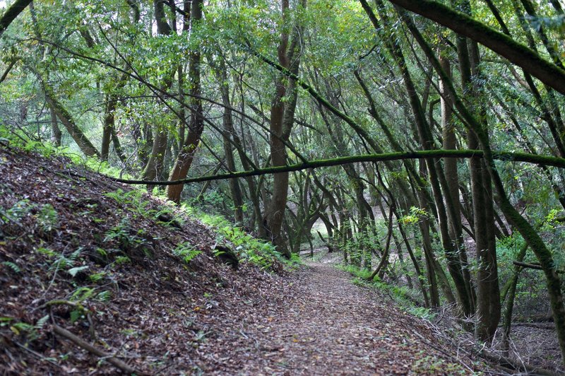 The trail descending through the woods along a creek bed.