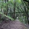 The trail descending through the woods along a creek bed.