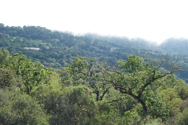 The hills and trees surrounding the preserve.