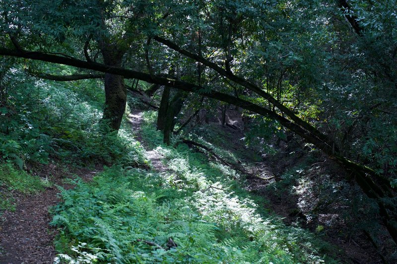 The woods provide shade from the sun and a break from the heat.