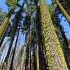 Liking the lichen in Mariposa Grove.