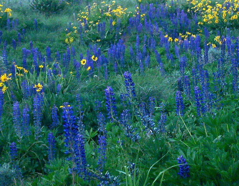 Abundant lupine.