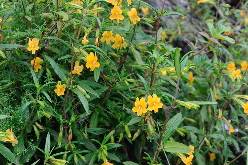 Flowers bloom along the trail in the spring.