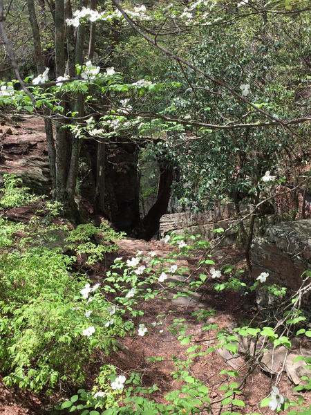 The Stone Staircase to Stone Door with some April wildflowers.