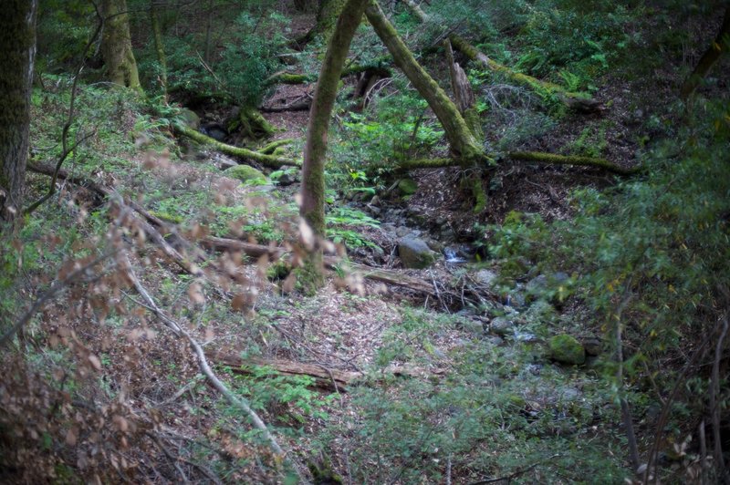 The creek as it runs through the preserve.