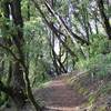 The trail as it meanders through the woods.