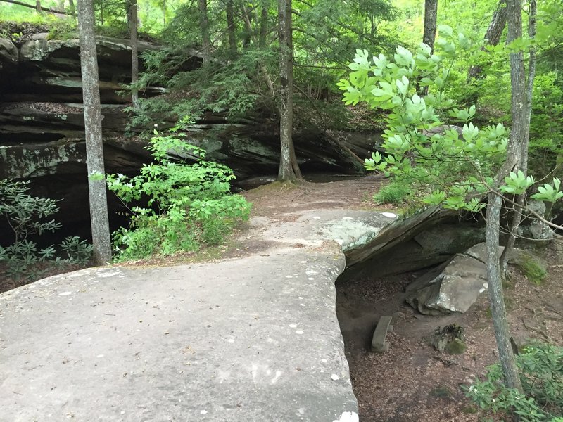 Atop the narrow natural bridge at Pickett State Park.