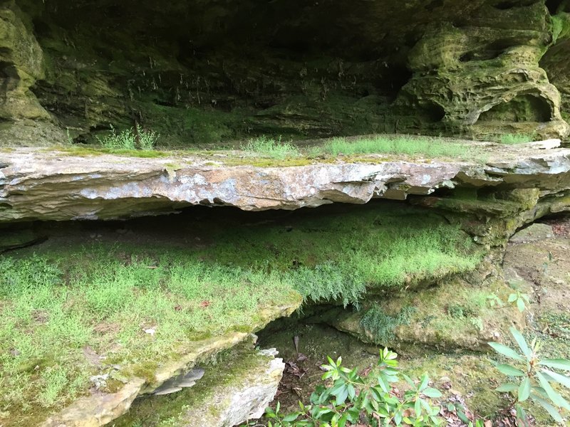 The many layers of growth just inside a cave on the Ridge Trail.