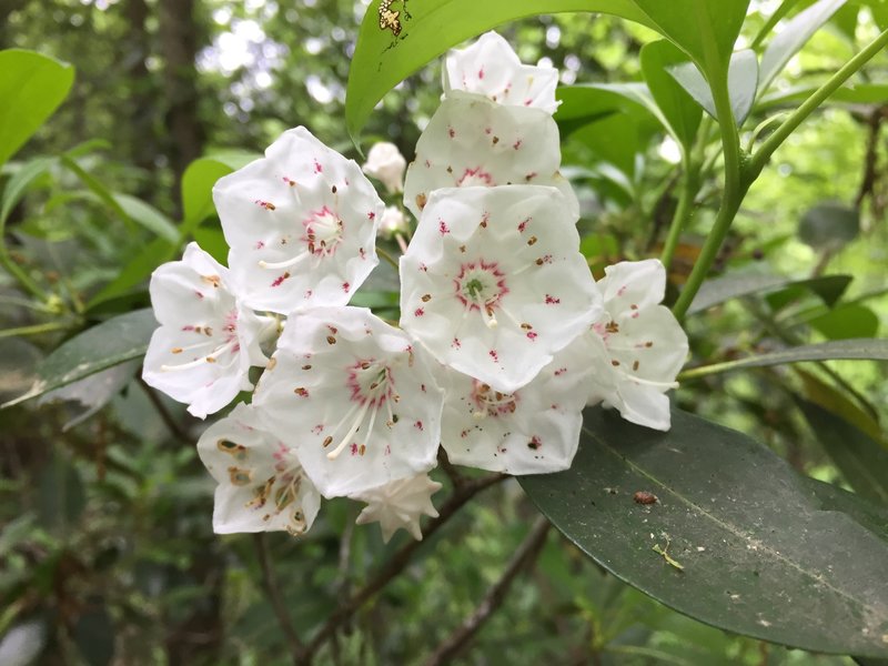 Mountain laurel in bloom on the Ridge Trail.