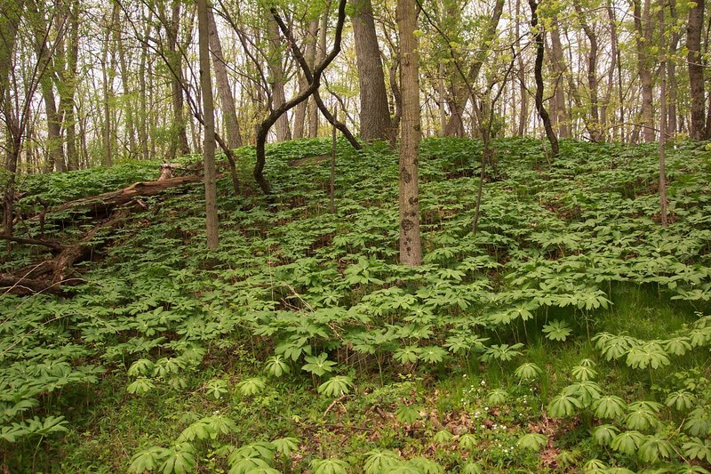 Greenery along the trail.