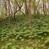 Greenery along the trail.